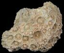 Fossil Coral (Lithostrotionella) Head - Iowa #45061-1